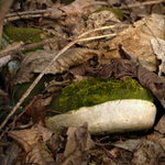 nie,nenašla som mŕtvolu! :)