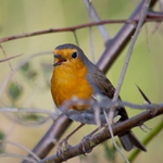 písnička od červenky