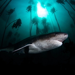 Setkání v kelpovém lese