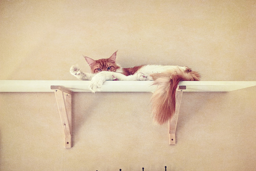 z kočičí kavárny ...