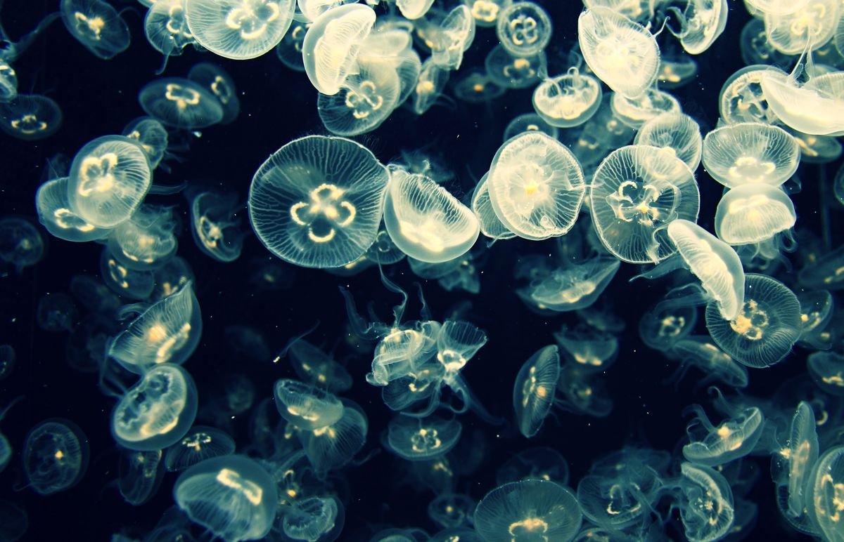 Meduza