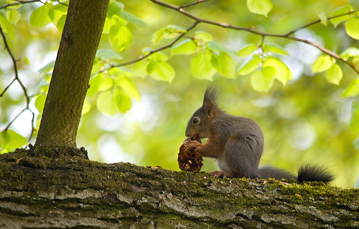 šištička k snídani