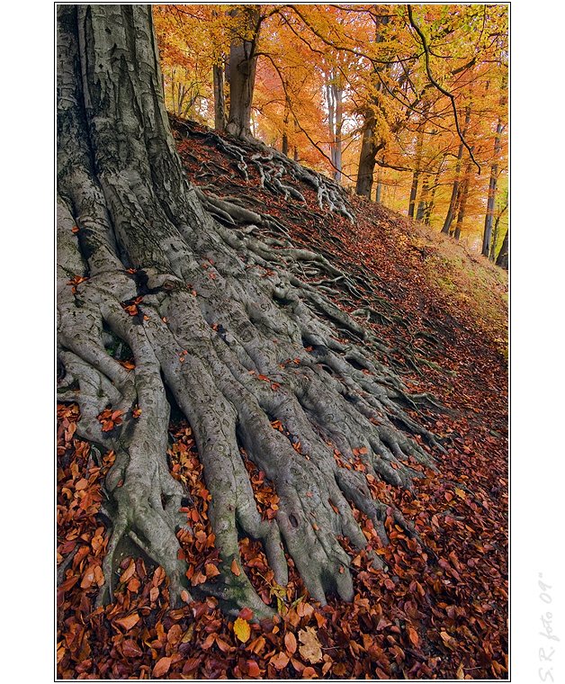 - pod stromy vlasti -