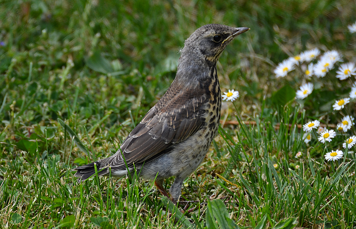 Haló, tady jsem (mladý drozd)