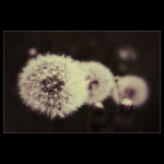 Dandelion