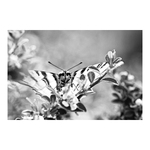 můj první otakárek