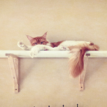 z kočičí kavárny ...