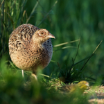 Bažant obecný ( slepice )