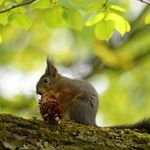 Snídaně na stromě