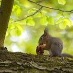 šištička k snídani
