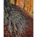 - pod stromy vlasti -