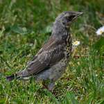 Haló, tady jsem (mladý drozd)