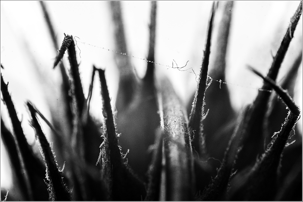 Takový divný bodlák, co máme doma ve váze