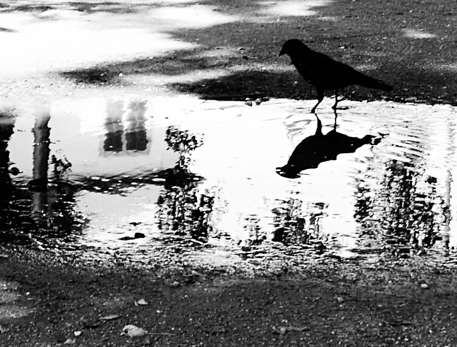 zrkadielko povedz že mi, kto je najkrajší na zemi?