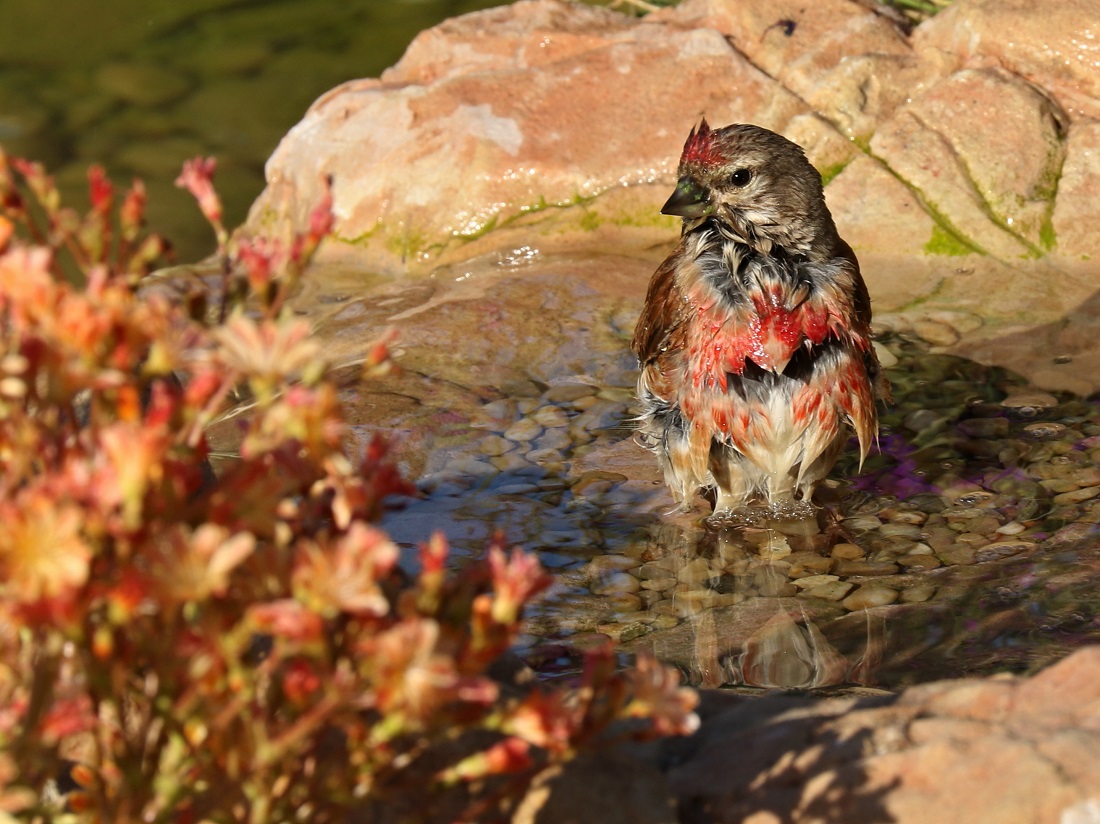 cvak do zahrady: konopák