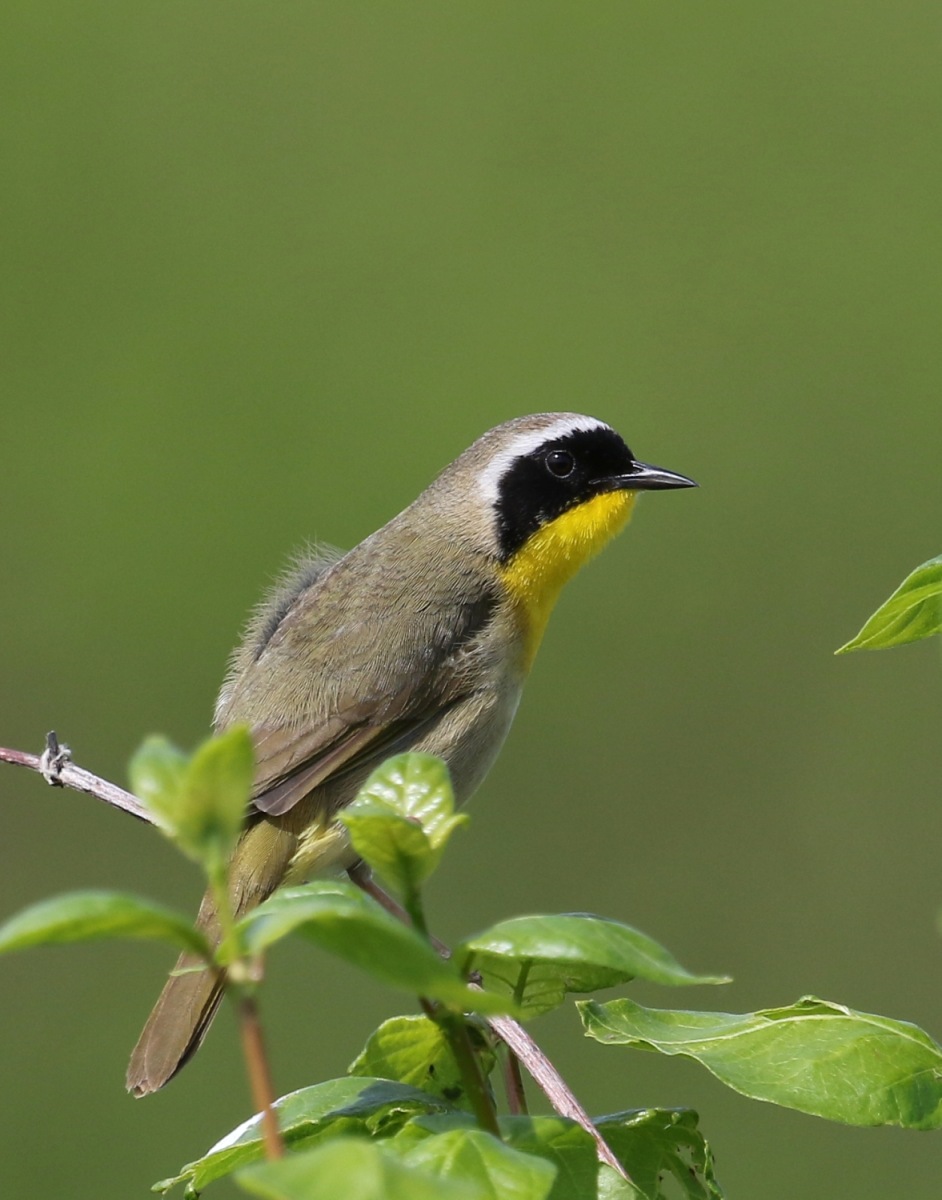 Yellowthroat