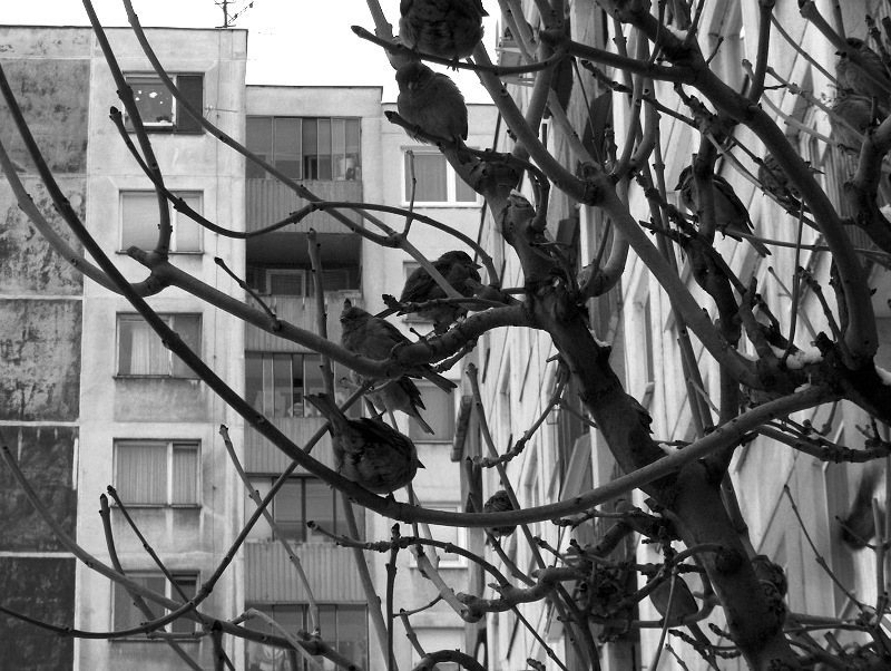 zivot ve meste