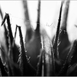 Takový divný bodlák, co máme doma ve váze