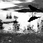 zrkadielko povedz že mi, kto je najkrajší na zemi?