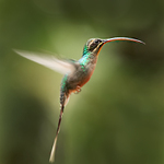 Kolibřík