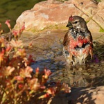 cvak do zahrady: konopák