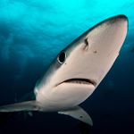 Žralok modravý 1