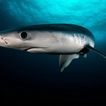 Žralok modravý 2