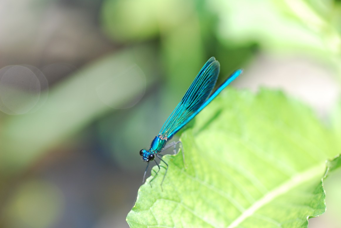 Dragonfly