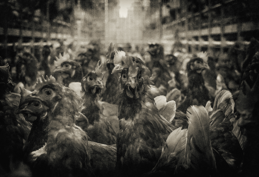 chicktraz