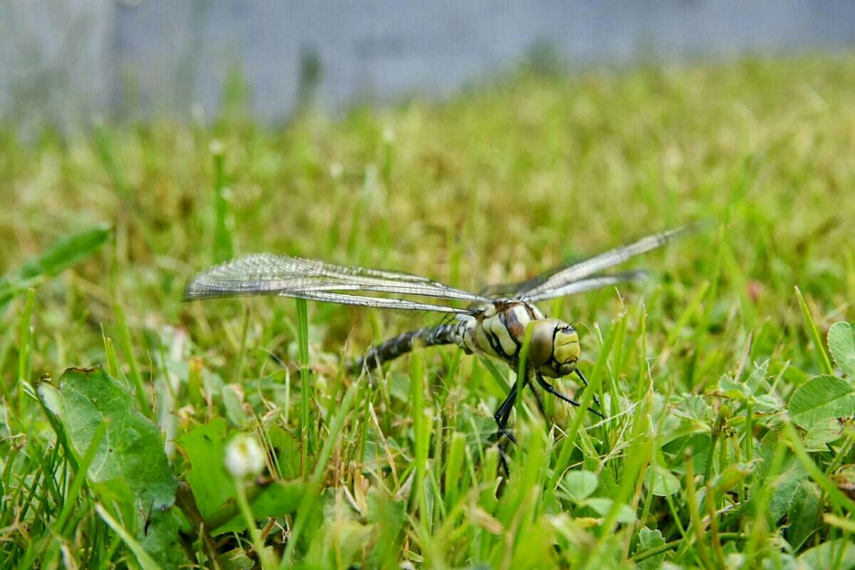 Helikoptéra
