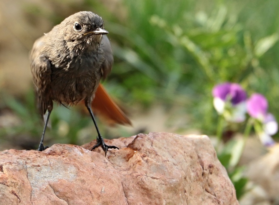 cvak do zahrady: rehek kuře 2