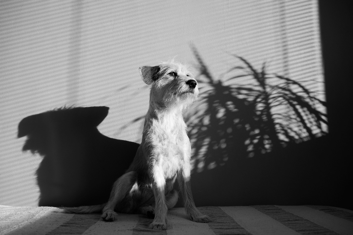Majla