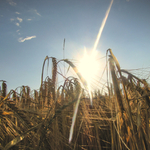Obilí v západu slunce