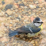 cvak do zahrady: sýkora kuře v koupelně