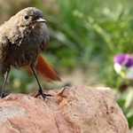 cvak do zahrady: rehek kuře 2