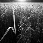 Co se dějě v trávě