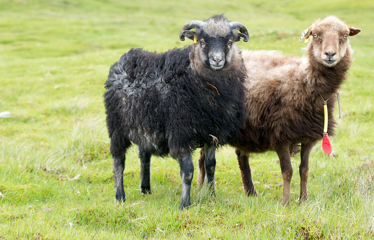 ..Beavis and Butt-Head..