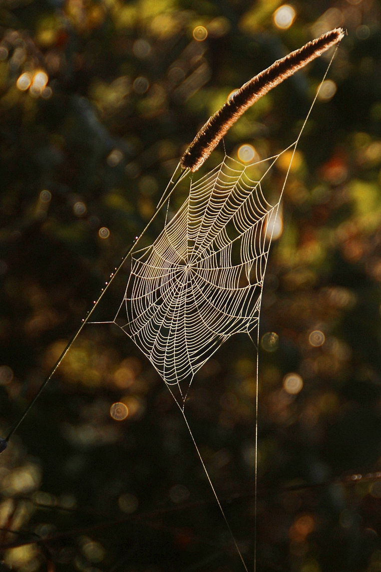 web