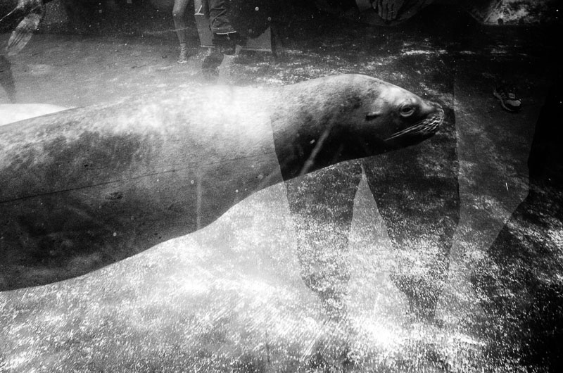 zoo