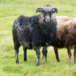 ..Beavis and Butt-Head..