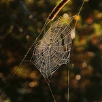 web