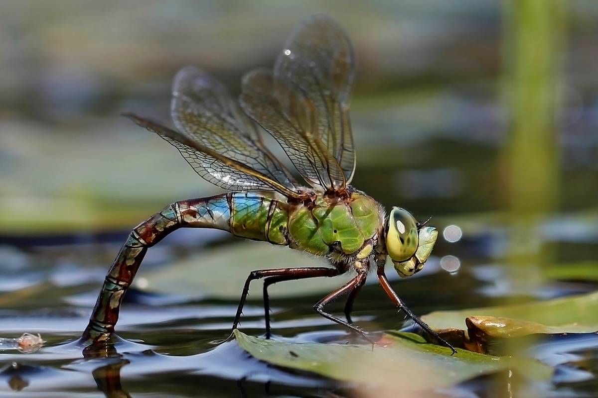 ..anax imperator...
