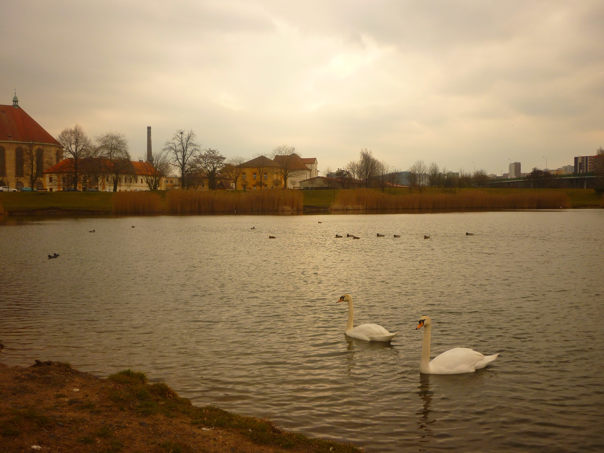 Labutí jezero