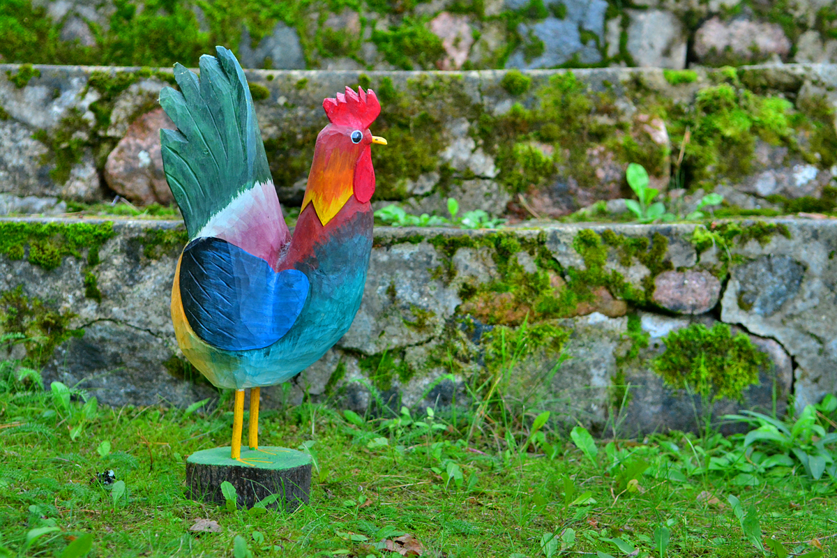 Rooster