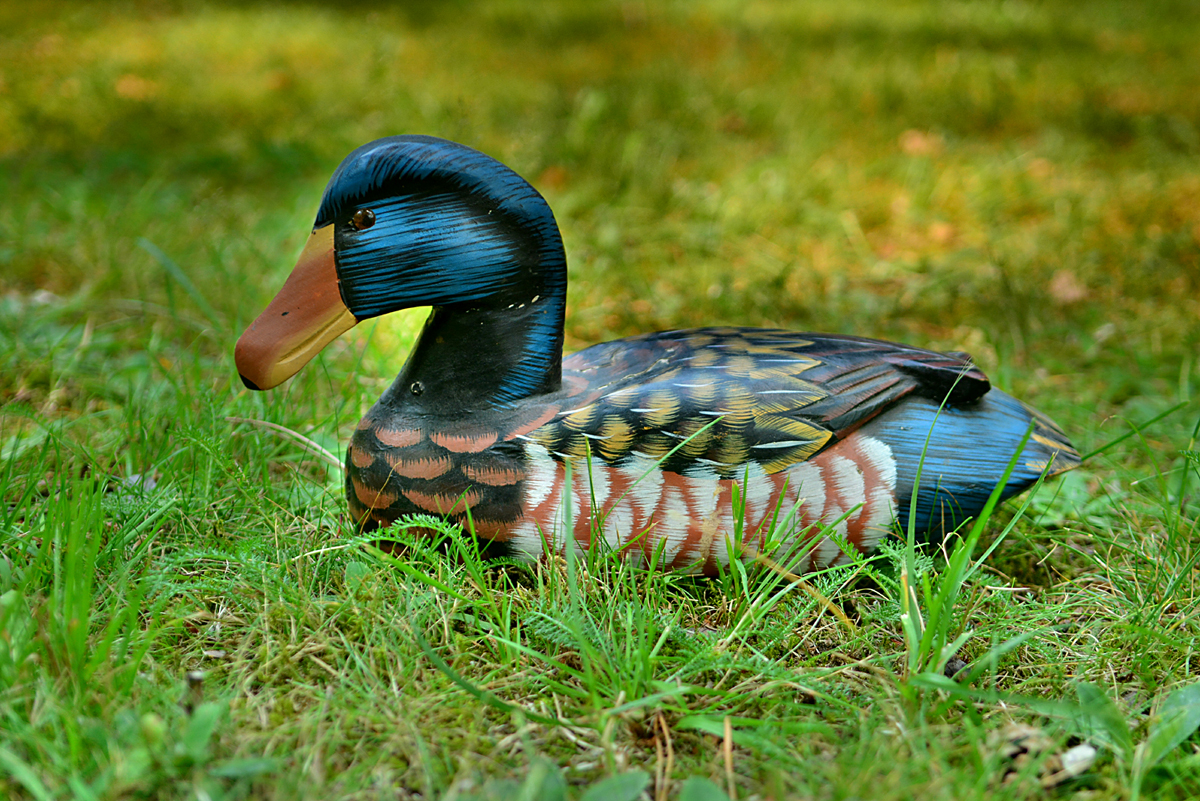 Duck
