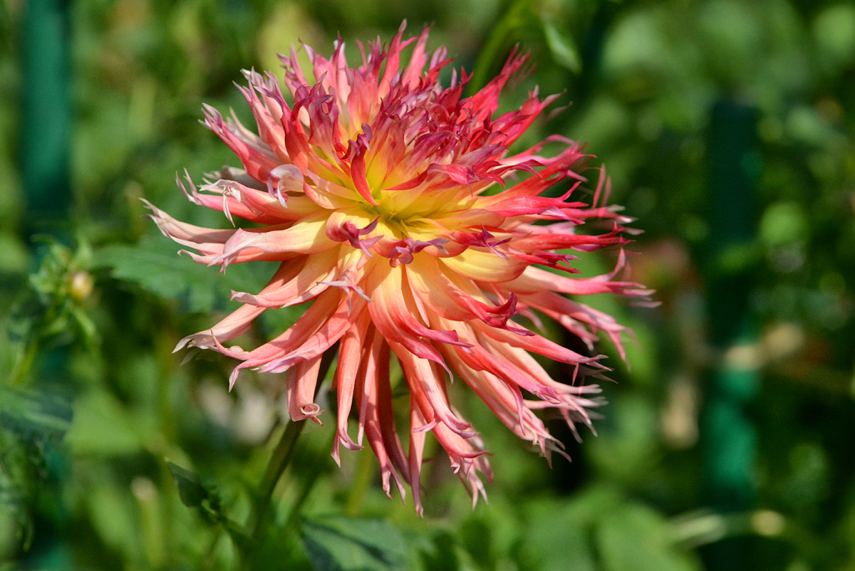 Flower from my garden