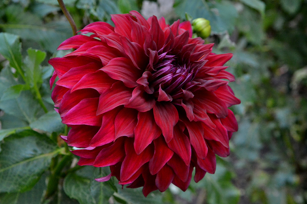 Flower from my hometown
