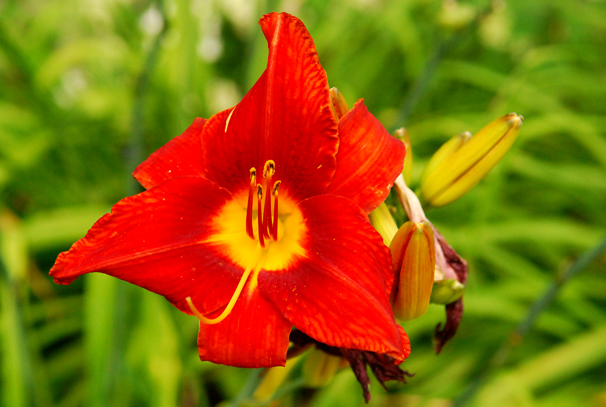 Flower