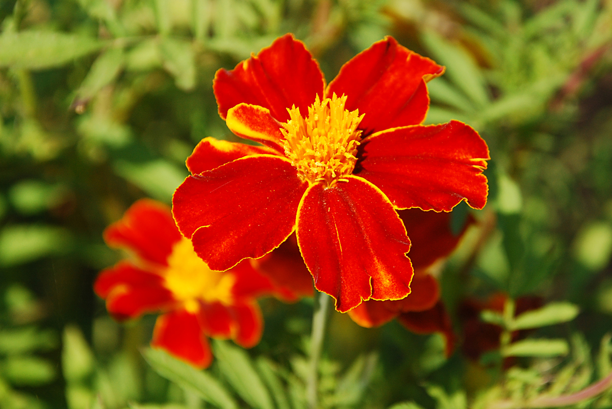 Flower