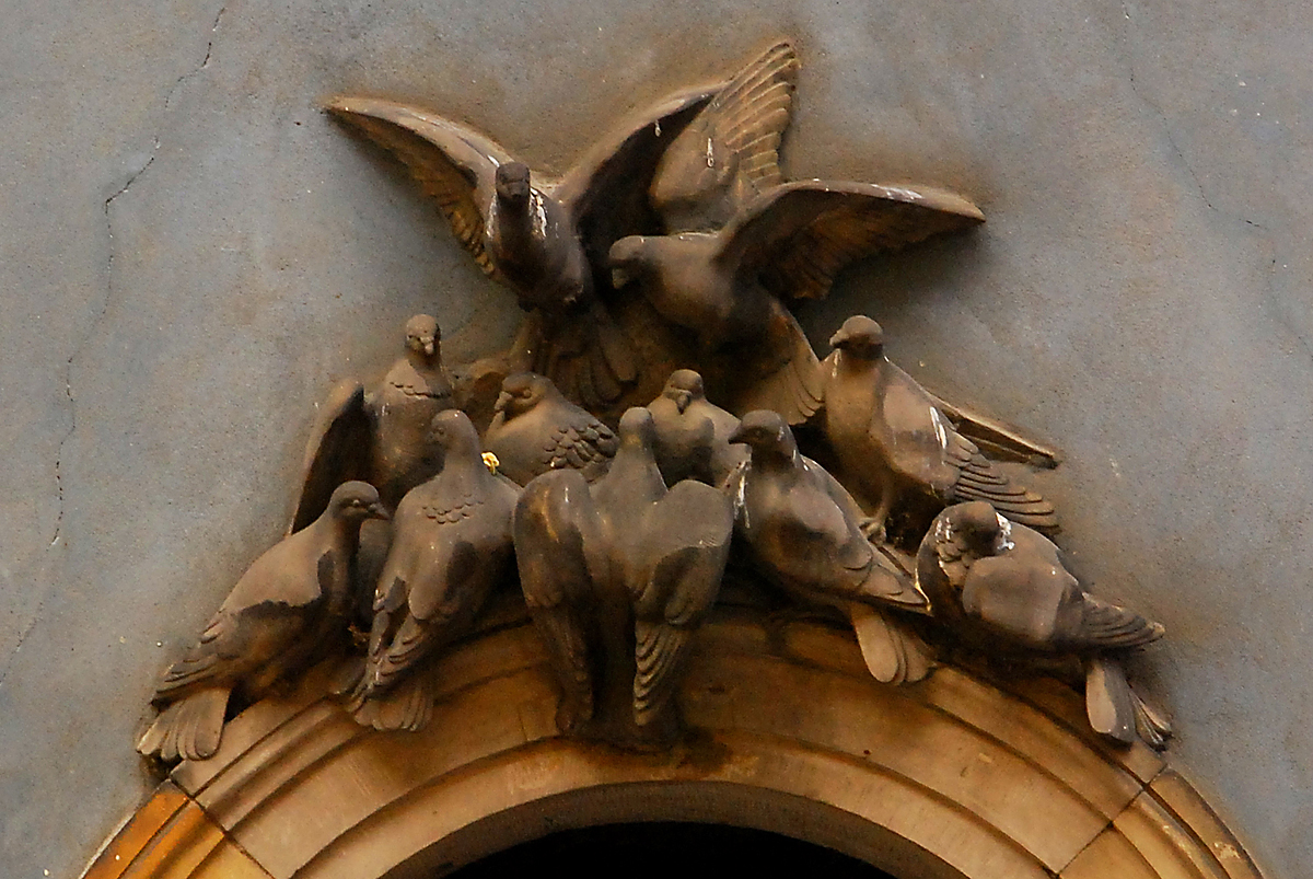 Doves from Warszawa